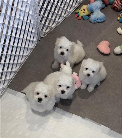 Rozko�n� maltsk� �t��ata.