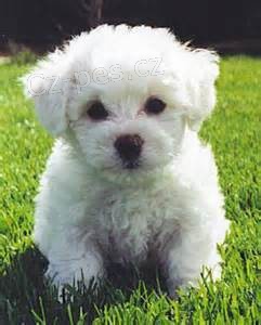 �istokrevn� �t��ata Bichon Frise.