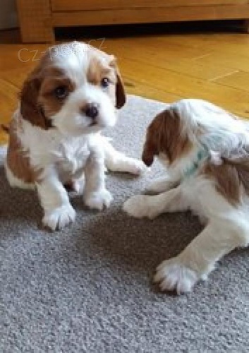 Cavalier King Charles �t��ata p�ipravena.