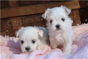 �ist� maltsk� �t��ata p�ipraveny.