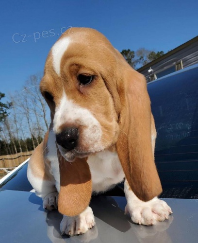Basset Hound �t��ata p�ipravena.