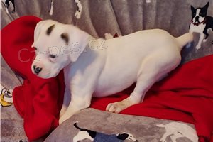 Boxer �t��ata p�ipravena nyn�.