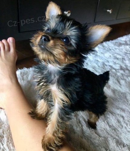 Prod�m rozko�n� a kr�sn� miniaturn� �t���tka jork��rsk�ho teri�ra.