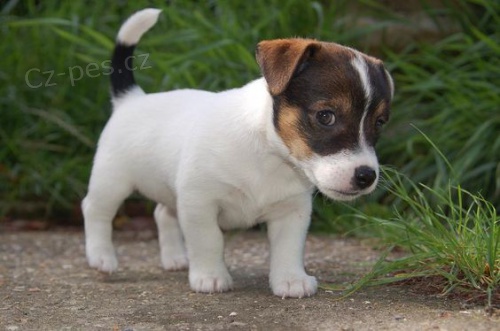 Prodm zdrav tata jack russell terira.