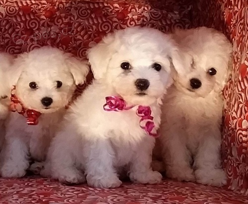 �t��ata bi�onka jsou k dispozici a p�ipravena k prodeji.