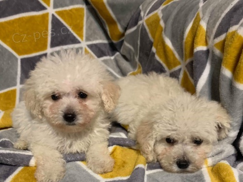 �t��ata bi�onka