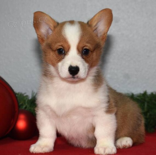 Prod�m �t��ata Pembroke Welsh Corgi.
