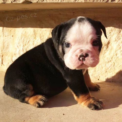 Prod�m �t��ata anglick�ho buldo�ka