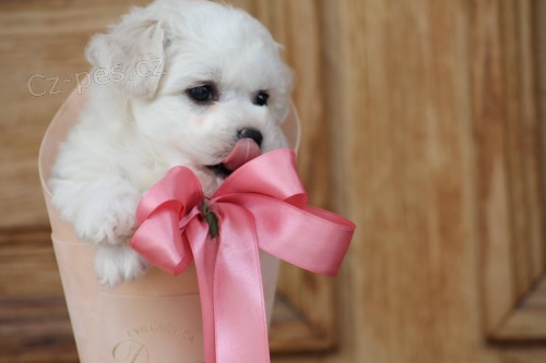 Bi�onek �t��ata