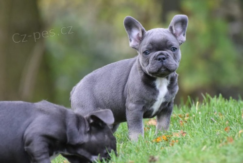 �t��ata  francouzsk�ho buldo�ka p�ipravena j�t co nejd��ve