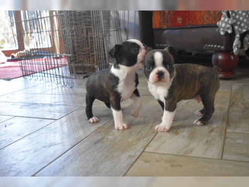 2 �t��ata miniaturn�c boston teri�r�0