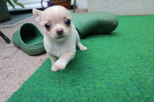 muzy o zeny �t��ata civava zoufale tou�� po nov�ch rodi��ch