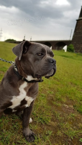 k dispozici �t��ata cane corso italiano