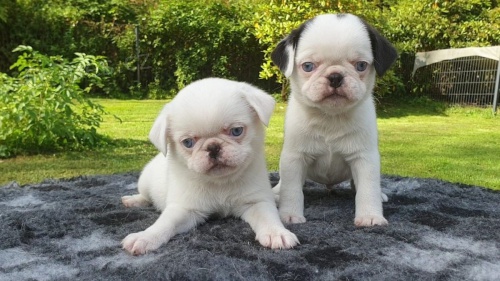 2 b�l� mops k dispozici �t��ata