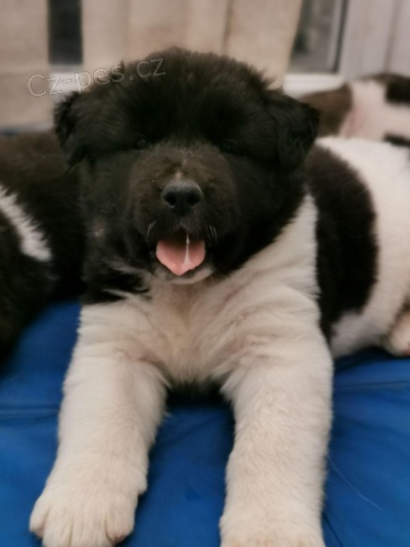 Americk� Akita �t��ata pro bezplatnou adopci.