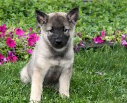 �ern� norsk� elkhound