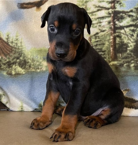 �t��ata dobrmana