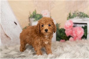 Miniaturn� �t��ata pudla p�ipravena.