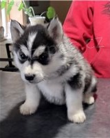 Sibi�sk� husky �t��ata p�ipravena.