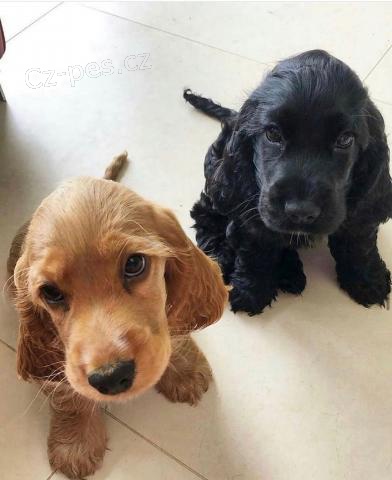 P�kn� kokr�pan�l k dispozici.