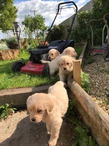 �t��ata zlat�ho retr�vra k adopci.