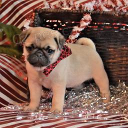 Registrovan� �t��ata mopsl�k� k adopci.