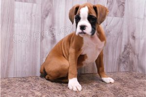 KC Boxer �t��ata p�ipravena.