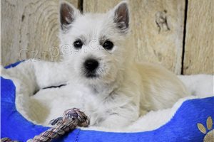 �t��ata West Highland Terrier p�ipravena.