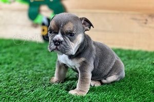 Roztomil� �t��ata anglick�ho buldo�ka.