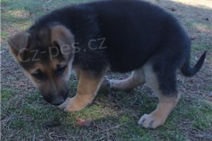 �t��ata n�meck�ho ov��ka.