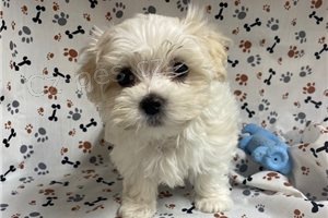 �istokrevn� maltsk� �t��ata.