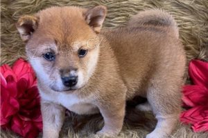 ڞasn� �t��ata Shiba Inu.