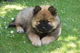 tata Eurasier hrav a zdrav tata Eurasier