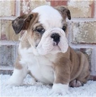 Roztomil� �t��ata anglick�ho buldo�ka.