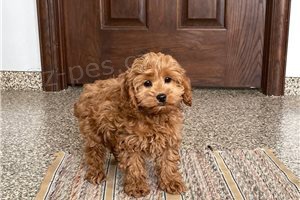 �t��ata kakadu.