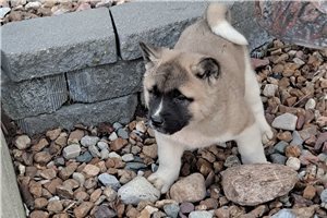 Americk� �t��ata Akita.