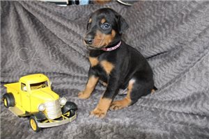 Doberman Pinscher �t��ata.