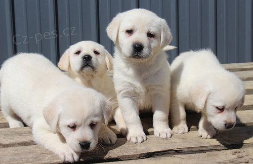 Labrador retriever �t��ata p�ipravena.