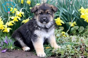 �t��ata n�meck�ho ov��ka.