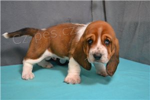 �t��ata Basset Hound..