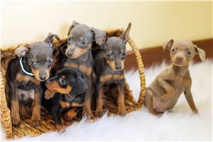 Doberman Pinscher �t��ata.