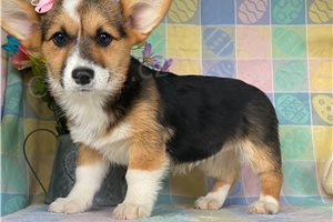 K dispozici �t���tka Corgi.