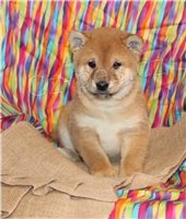 �t��ata Shiba Inu.