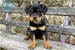 �t��ata rottweiler�.