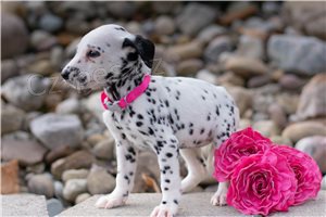 Kr�sn� dalmatsk� �t��ata.