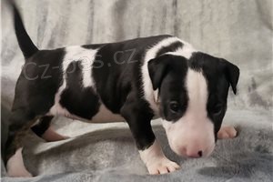 Kr�sn� �t��ata b���ho teri�ra.