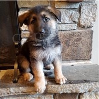 �t��ata n�meck�ho ov��ka.