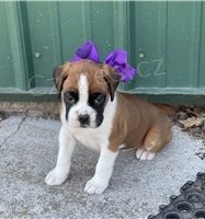 Boxer �t��ata.