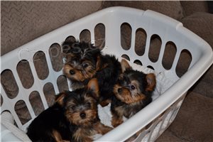 �t��ata Yorkshirsk�ho teri�ra.