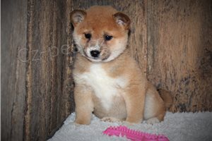 Shiba Inu �t��ata.